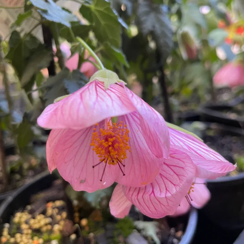 Pink Abutilon Plant Live - Lantern Bell Shaped Flowers Vine - 4-8'' Tall