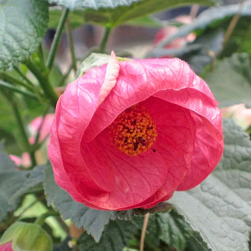 Pink Abutilon Plant Live - Lantern Bell Shaped Flowers Vine - 4-8'' Tall