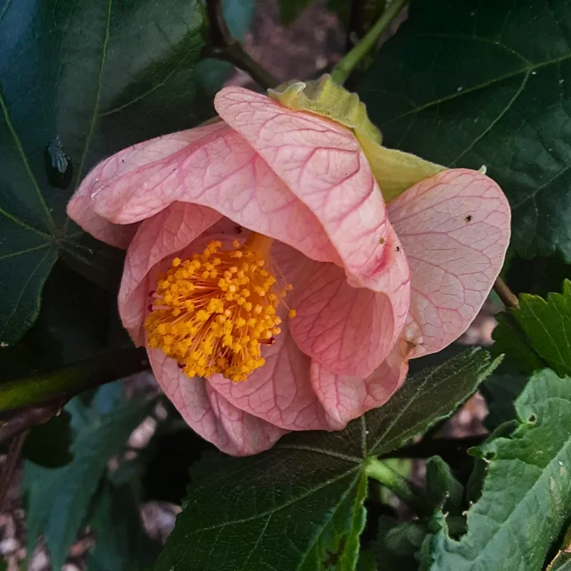 Pink Abutilon Plant Live - Lantern Bell Shaped Flowers Vine - 4-8'' Tall