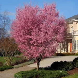 Pink Cherry Blossom Tree - Okame Flowering Cherry Tree 6-10'' Tall