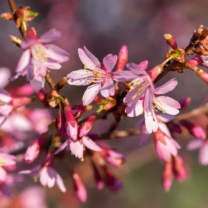 Pink Cherry Blossom Tree - Okame Flowering Cherry Tree 6-10'' Tall