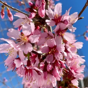 Pink Cherry Blossom Tree - Okame Flowering Cherry Tree 6-10'' Tall