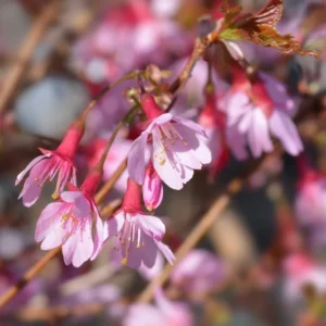 Pink Cherry Blossom Tree - Okame Flowering Cherry Tree 6-10'' Tall