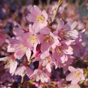 Pink Cherry Blossom Tree - Okame Flowering Cherry Tree 6-10'' Tall