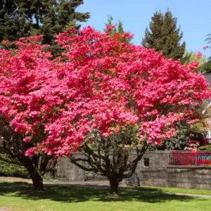 Pink Dogwood Tree 2.5-Inch Pot Ornamental Tree Compact Pink Blossoms
