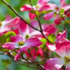 Pink Dogwood Tree 2.5-Inch Pot Ornamental Tree Compact Pink Blossoms