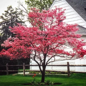 Pink Dogwood Tree Live Plant 6-12'' Outdoor Garden Pink Flowering