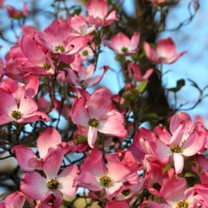 Pink Dogwood Tree Live Plant 6-12'' Outdoor Garden Pink Flowering