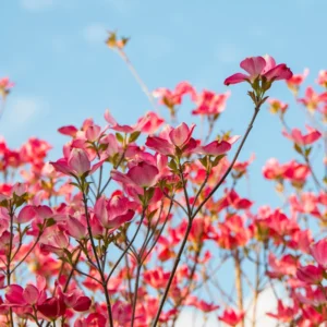Pink Dogwood Tree Live Plant 6-12'' Outdoor Garden Pink Flowering