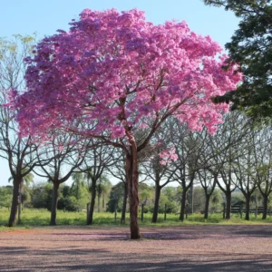Pink Dogwood Tree Live Plant 6-12'' Outdoor Garden Pink Flowering