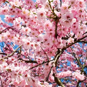 Pink Flowering Cherry Tree - Light Pink Cherry Blossom Plant Live 6-10 Inches