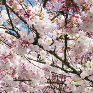 Pink Flowering Cherry Tree - Light Pink Cherry Blossom Plant Live 6-10 Inches