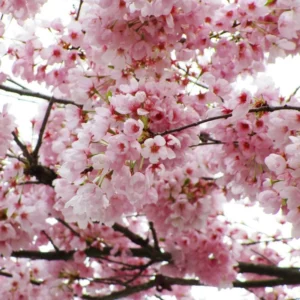 Pink Flowering Cherry Tree - Light Pink Cherry Blossom Plant Live 6-10 Inches