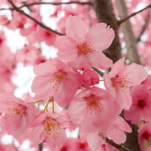 Pink Flowering Cherry Tree - Light Pink Cherry Blossom Plant Live 6-10 Inches
