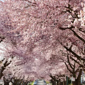 Pink Flowering Cherry Tree - Light Pink Cherry Blossom Plant Live 6-10 Inches