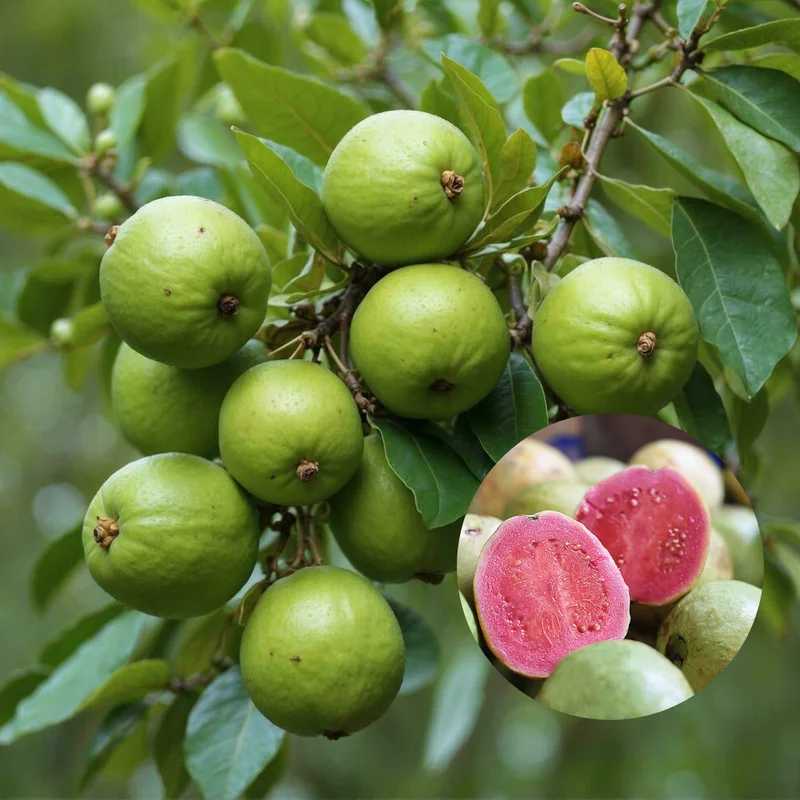 Pink Guava Tree Live Plant - 5-9'' Tall - Cold Hardy Guava Fruit Tree