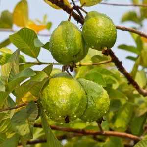 Pink Guava Tree Live Plant - 5-9'' Tall - Cold Hardy Guava Fruit Tree