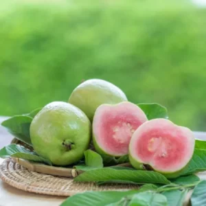 Pink Guava Tree Live Plant - 6-10 Inch Guava Fruit Plant for Outdoor Planting