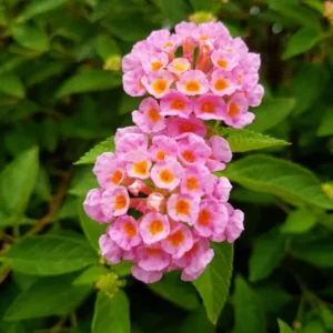Pink Lantana Live Plant - 2 Pack, Perennial Flowering, 4-8'' Tall, Outdoor Growing