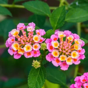 Pink Lantana Live Plant - 2 Pack, Perennial Flowering, 4-8'' Tall, Outdoor Growing