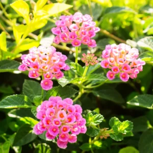 Pink Lantana Live Plant - 2 Pack, Perennial Flowering, 4-8'' Tall, Outdoor Growing