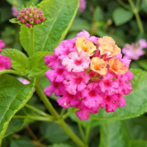 Pink Lantana Live Plant - 2 Pack, Perennial Flowering, 4-8'' Tall, Outdoor Growing