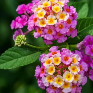 Pink Lantana Live Plant - 2 Pack, Perennial Flowering, 4-8'' Tall, Outdoor Growing
