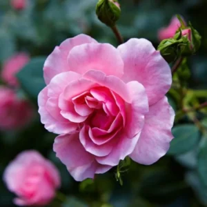 Pink Mini Rose Plant 3-5'' Tall - Potted Flower Plant