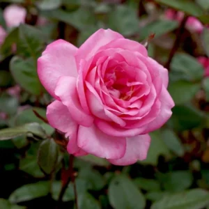 Pink Mini Rose Plant 3-5'' Tall - Potted Flower Plant