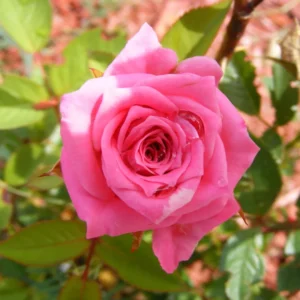 Pink Mini Rose Plant 3-5'' Tall - Potted Flower Plant