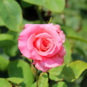 Pink Mini Rose Plant 3-5'' Tall - Potted Flower Plant