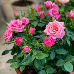 Pink Mini Rose Plant 3-5'' Tall - Potted Flower Plant