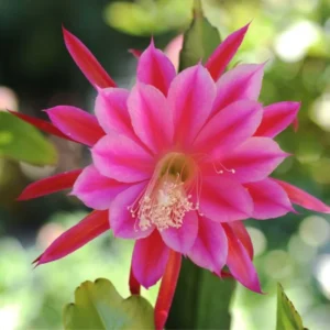Pink Orchid Cactus Plant, Epiphyllum, 6-8'' Tall - Blooming Beauty