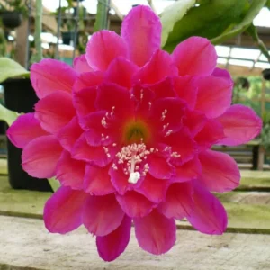 Pink Orchid Cactus Plant, Epiphyllum, 6-8'' Tall - Blooming Beauty