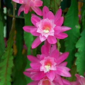 Pink Orchid Cactus Plant, Epiphyllum, 6-8'' Tall - Blooming Beauty