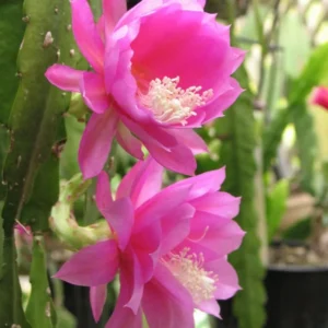 Pink Orchid Cactus Plant, Epiphyllum, 6-8'' Tall - Blooming Beauty