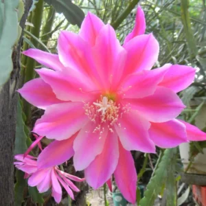 Pink Orchid Cactus Plant, Epiphyllum, 6-8'' Tall - Blooming Beauty