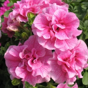 Pink Petunia Plants Live - Flower Seedlings 2-5" Tall Plugs Annual Perennial