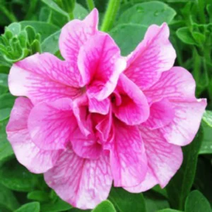 Pink Petunia Plants Live - Flower Seedlings 2-5