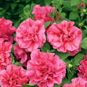 Pink Petunia Plants Live - Flower Seedlings 2-5