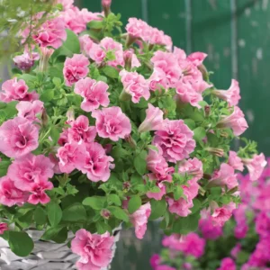 Pink Petunia Plants Live - Flower Seedlings 2-5