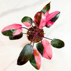 Pink Princess Philodendron Live Plant - 4-8 Inch Indoor Houseplant