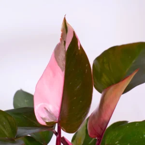 Pink Princess Philodendron Live Plant - 4-8 Inch Indoor Houseplant