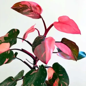 Pink Princess Philodendron Live Plant - 4-8 Inch Indoor Houseplant