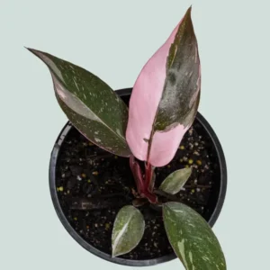 Pink Princess Philodendron Live Plant - 4-8 Inch Indoor Houseplant