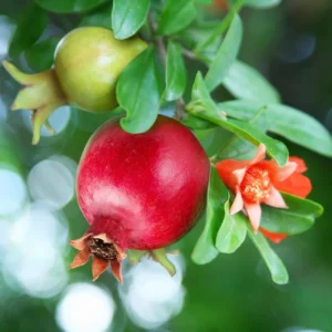 Pomegranate Fruit Tree - 7-12 Inches - Ready to Grow