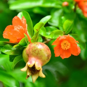 Pomegranate Fruit Tree - 7-12 Inches - Ready to Grow