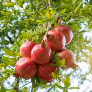 Pomegranate Fruit Tree - 7-12 Inches - Ready to Grow