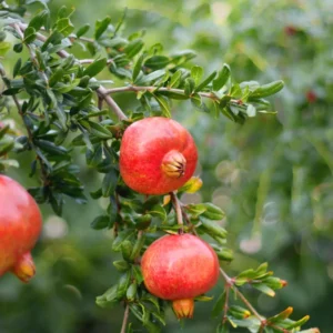 Pomegranate Fruit Tree - 7-12 Inches - Ready to Grow