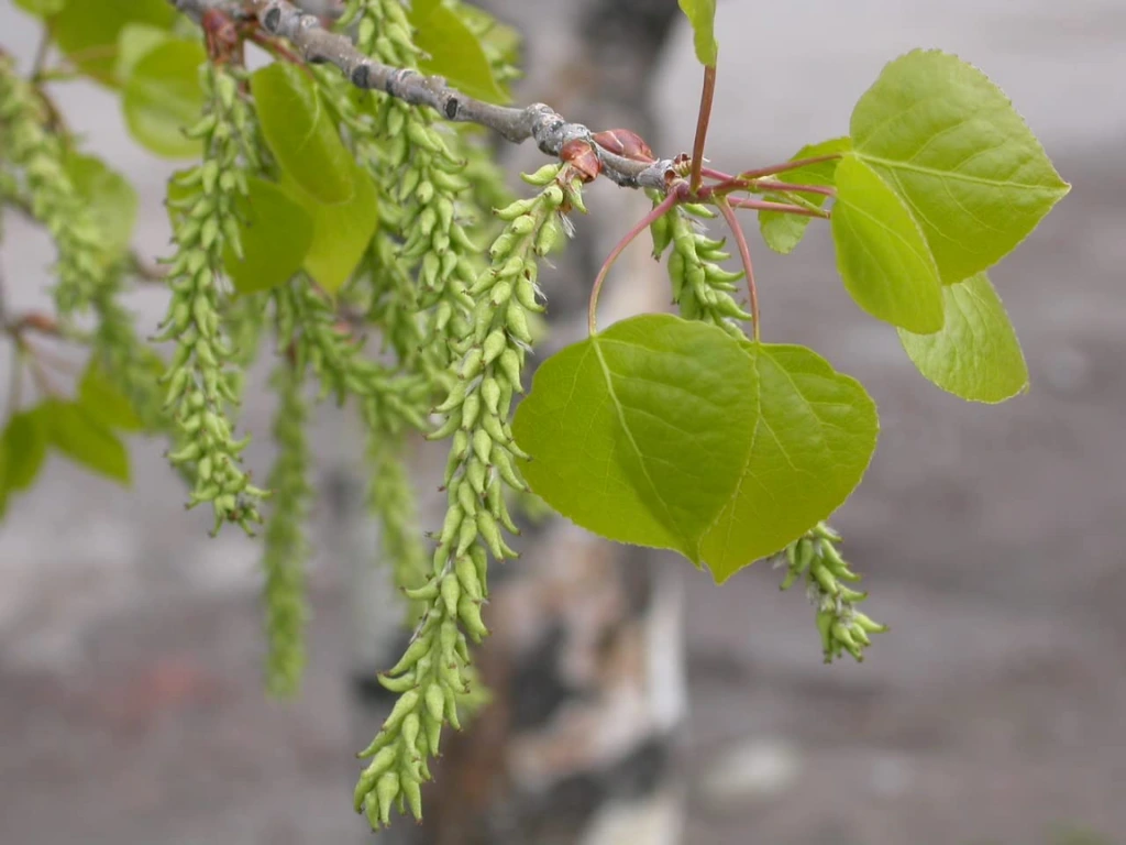 Close-up of green seed catkins and new heart-shaped leaves on a Quaking Aspen branch.
